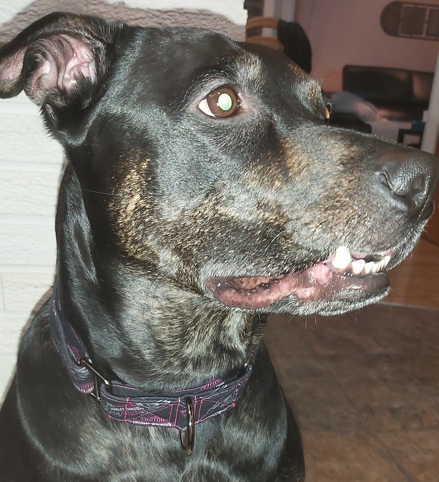 Martingale pour chien