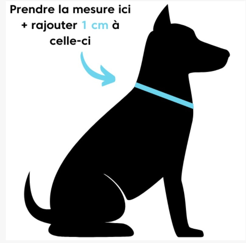 Collier pour chien