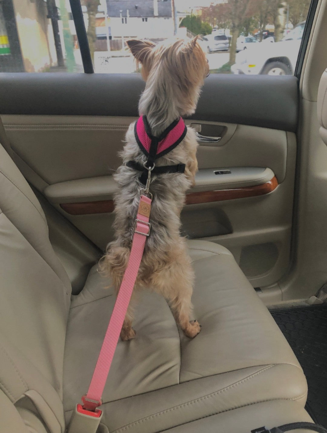 Ceinture de sécurité pour voiture réglable pour animaux