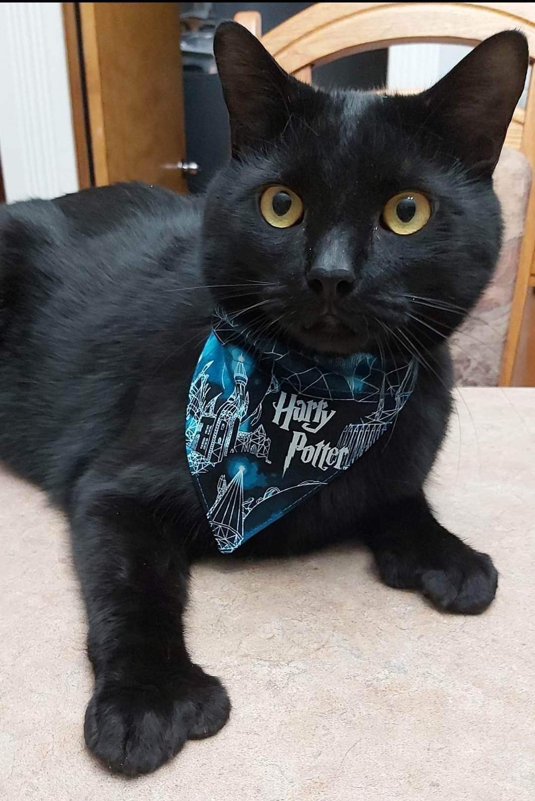 Mini foulard pour chat ou petit chien