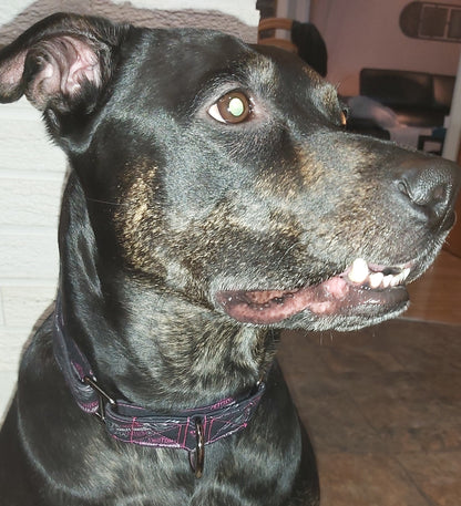 Martingale pour chien